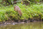 Wasserschwein