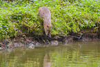 Wasserschwein