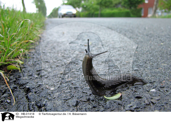 Wegschnecke / slug / HB-01418