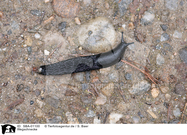 Wegschnecke / Roundback Slug / SBA-01100