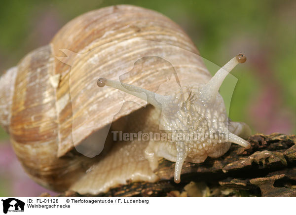 Weinbergschnecke / edible snail / FL-01128
