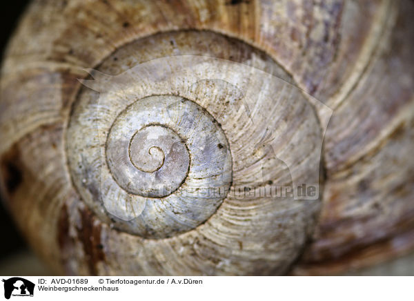 Weinbergschneckenhaus / Burgundy snail shell / AVD-01689