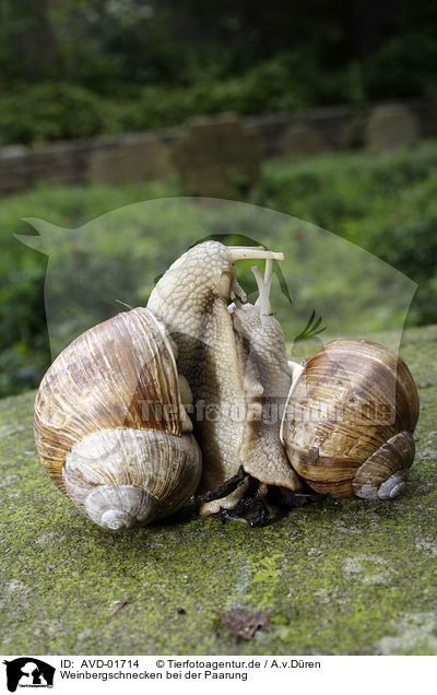 Weinbergschnecken bei der Paarung / mating snails / AVD-01714