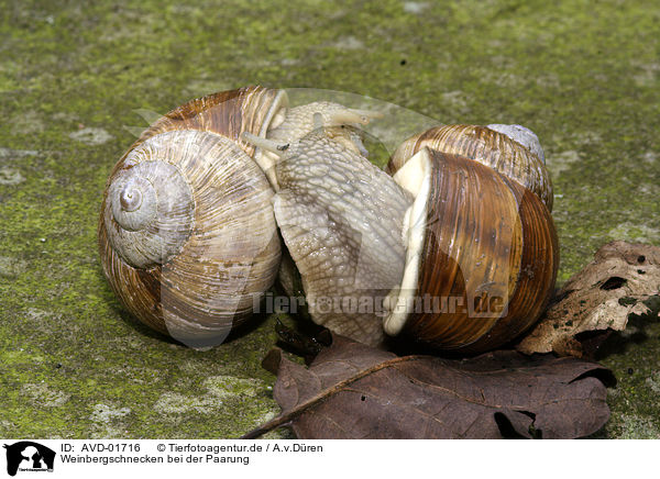 Weinbergschnecken bei der Paarung / mating snails / AVD-01716