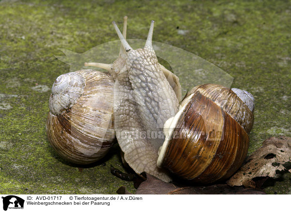 Weinbergschnecken bei der Paarung / mating snails / AVD-01717
