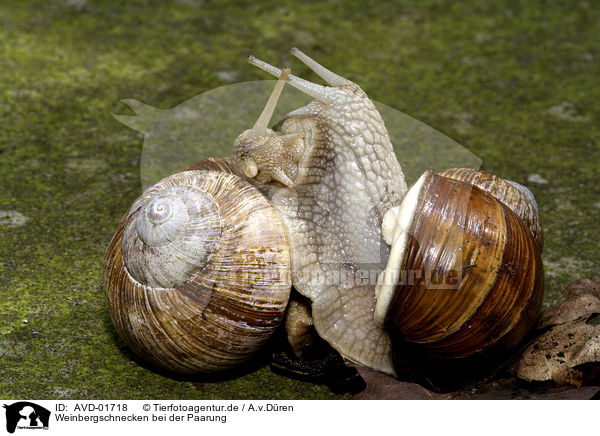 Weinbergschnecken bei der Paarung / mating snails / AVD-01718