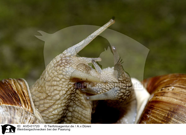 Weinbergschnecken bei der Paarung / mating snails / AVD-01720