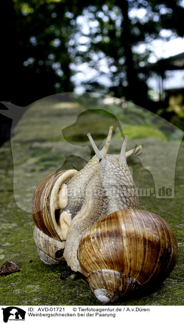 Weinbergschnecken bei der Paarung / mating snails / AVD-01721