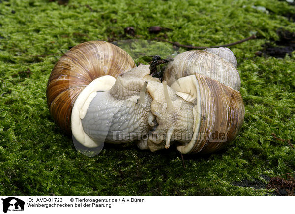 Weinbergschnecken bei der Paarung / mating snails / AVD-01723
