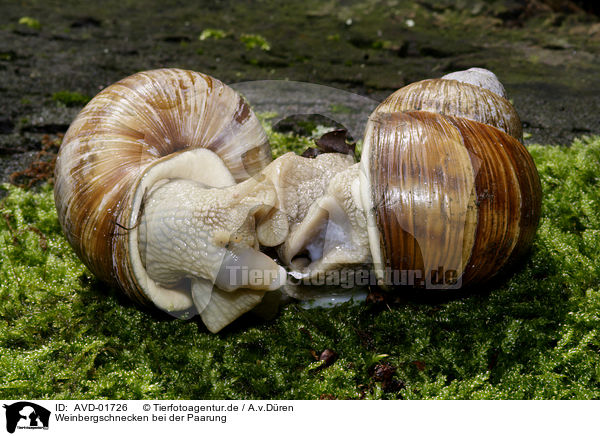 Weinbergschnecken bei der Paarung / AVD-01726