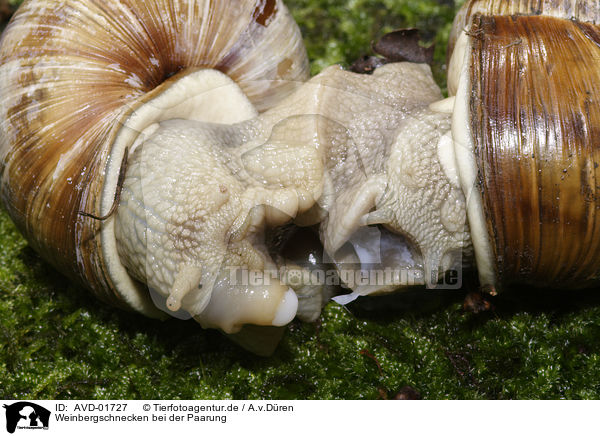 Weinbergschnecken bei der Paarung / mating snails / AVD-01727