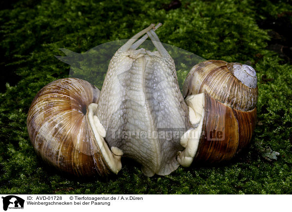 Weinbergschnecken bei der Paarung / mating snails / AVD-01728