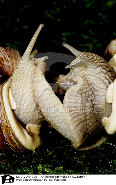 Weinbergschnecken bei der Paarung / mating snails / AVD-01729