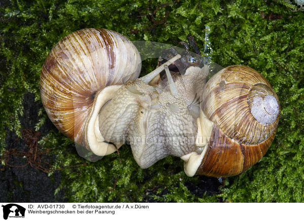 Weinbergschnecken bei der Paarung / mating snails / AVD-01730
