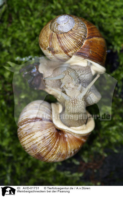 Weinbergschnecken bei der Paarung / AVD-01731