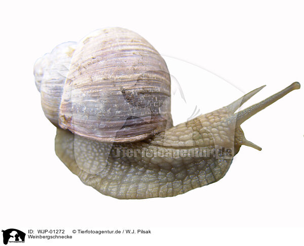 Weinbergschnecke / WJP-01272