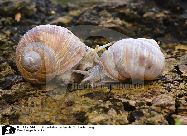 Weinbergschnecke / roman snail / FL-01441