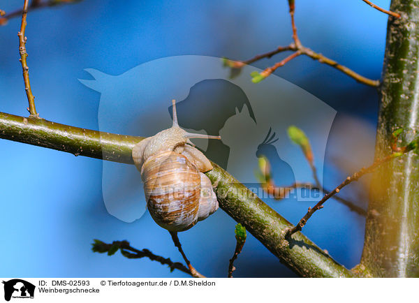 Weinbergschnecke / DMS-02593