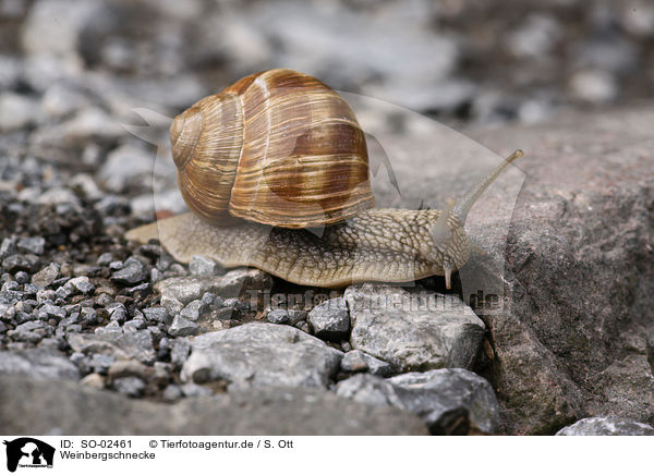 Weinbergschnecke / escargot / SO-02461