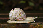 Weinbergschnecke