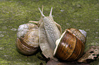 Weinbergschnecken bei der Paarung