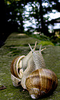 Weinbergschnecken bei der Paarung