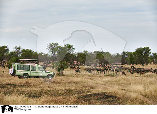 Weibartgnus / eastern white-bearded wildebeests / JR-05138