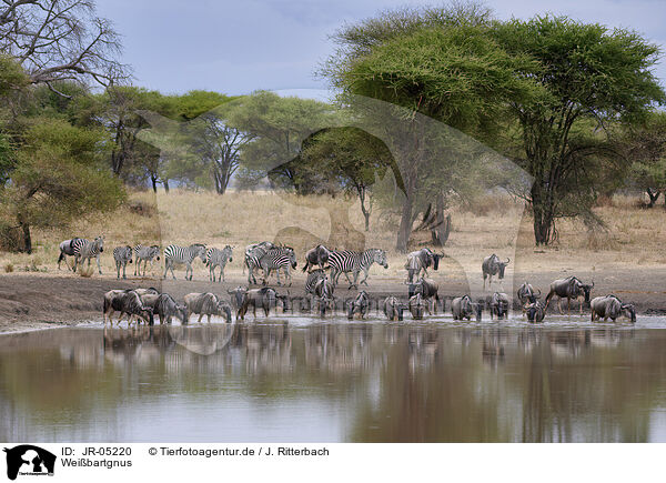 Weibartgnus / eastern white-bearded wildebeests / JR-05220