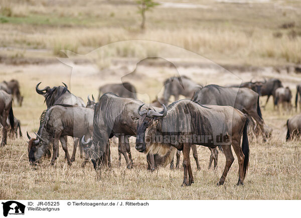 Weibartgnus / eastern white-bearded wildebeests / JR-05225