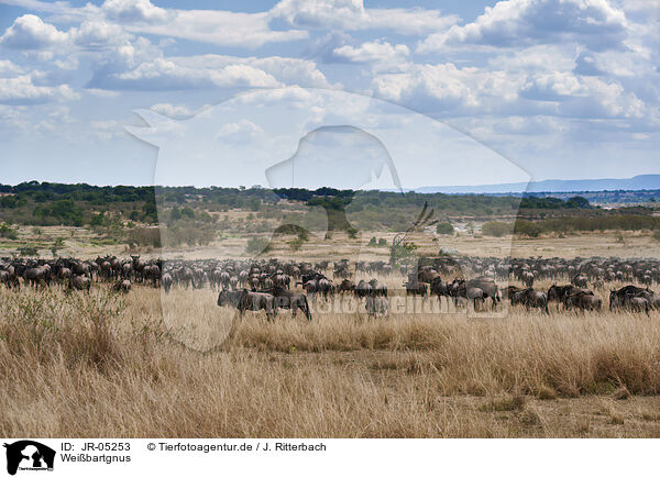 Weibartgnus / eastern white-bearded wildebeests / JR-05253