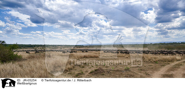 Weibartgnus / eastern white-bearded wildebeests / JR-05254