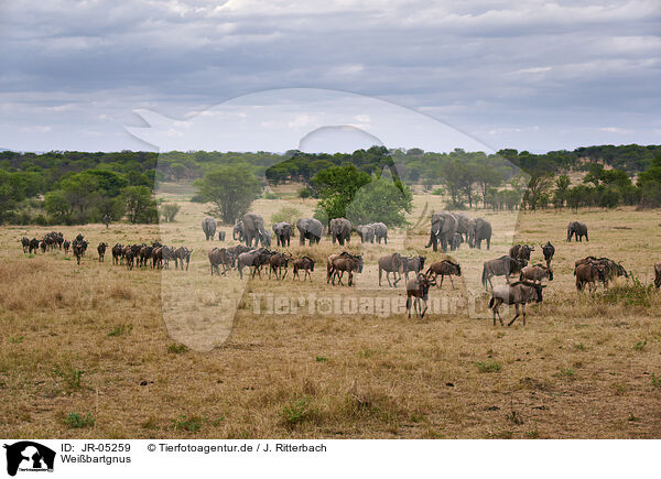 Wei�bartgnus / JR-05259