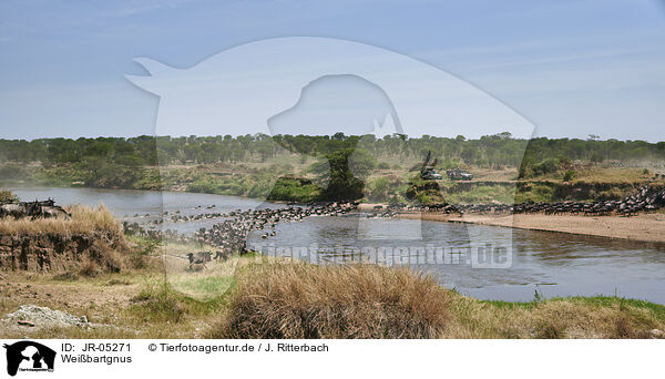 Weibartgnus / eastern white-bearded wildebeests / JR-05271