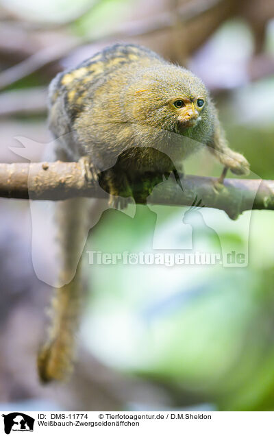 Weibauch-Zwergseidenffchen / White-bellied marmoset / DMS-11774