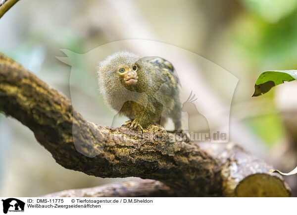 Weibauch-Zwergseidenffchen / White-bellied marmoset / DMS-11775