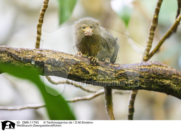 Weibauch-Zwergseidenffchen / White-bellied marmoset / DMS-11780