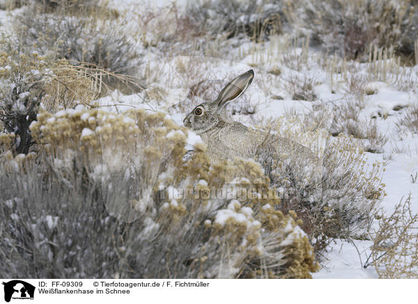 Weiflankenhase im Schnee / white-sided Jackrabbit in the snow / FF-09309