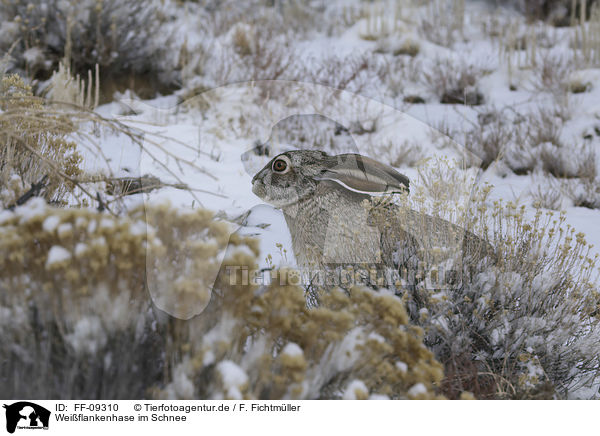 Weiflankenhase im Schnee / white-sided Jackrabbit in the snow / FF-09310