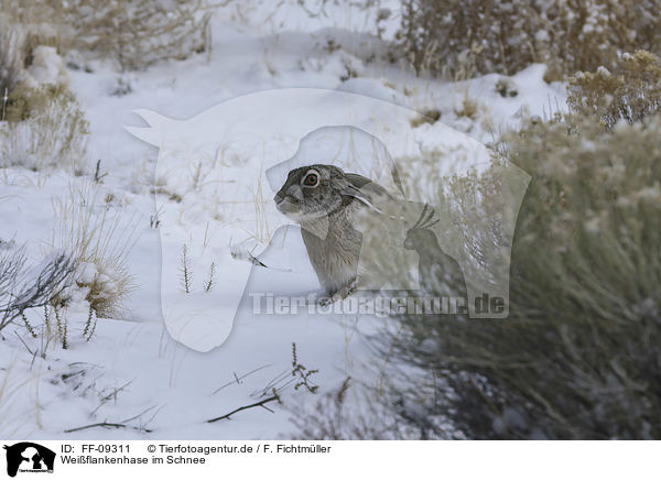 Weiflankenhase im Schnee / white-sided Jackrabbit in the snow / FF-09311