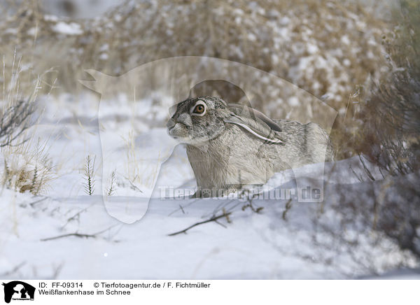 Weiflankenhase im Schnee / white-sided Jackrabbit in the snow / FF-09314