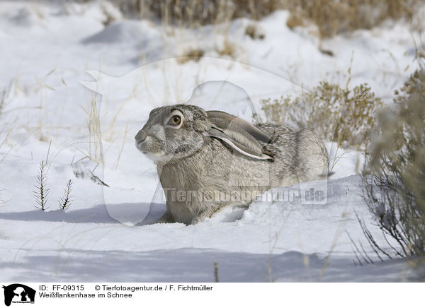Weiflankenhase im Schnee / white-sided Jackrabbit in the snow / FF-09315