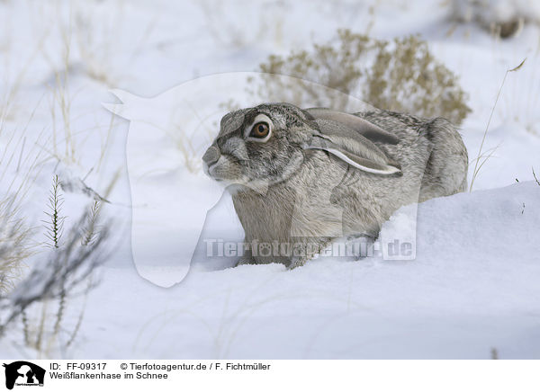 Weiflankenhase im Schnee / white-sided Jackrabbit in the snow / FF-09317