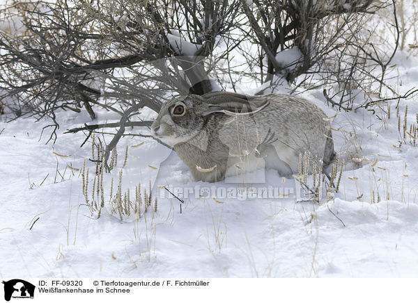 Wei�flankenhase im Schnee / white-sided Jackrabbit in the snow / FF-09320