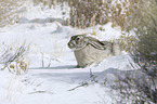 Weißflankenhase im Schnee