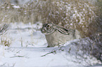 Weiflankenhase im Schnee