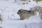 Weiflankenhase im Schnee