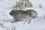 Weiflankenhase im Schnee