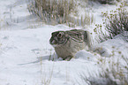 Weiflankenhase im Schnee