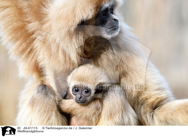 Weihandgibbons / lar gibbons / JG-01113
