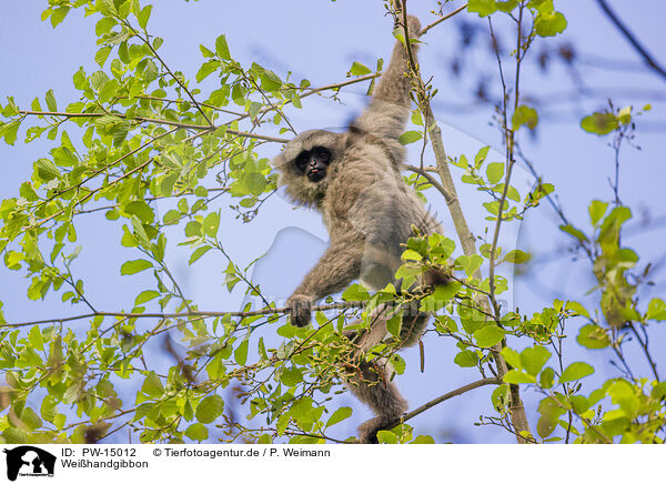 Weihandgibbon / lar gibbon / PW-15012